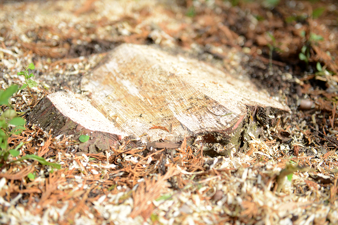 The stump of a tree after being cut down.