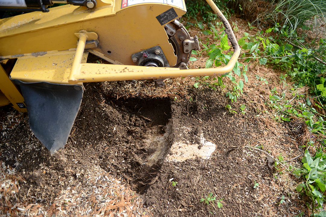 A stump grinder moving back and forth across the stump.