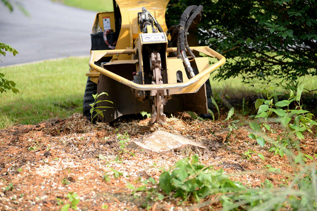 Stump grinder mid-pass over stump.